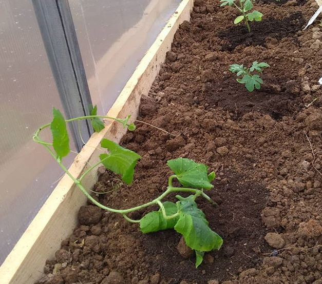 Свежевысаженное растение дыни 5.05.