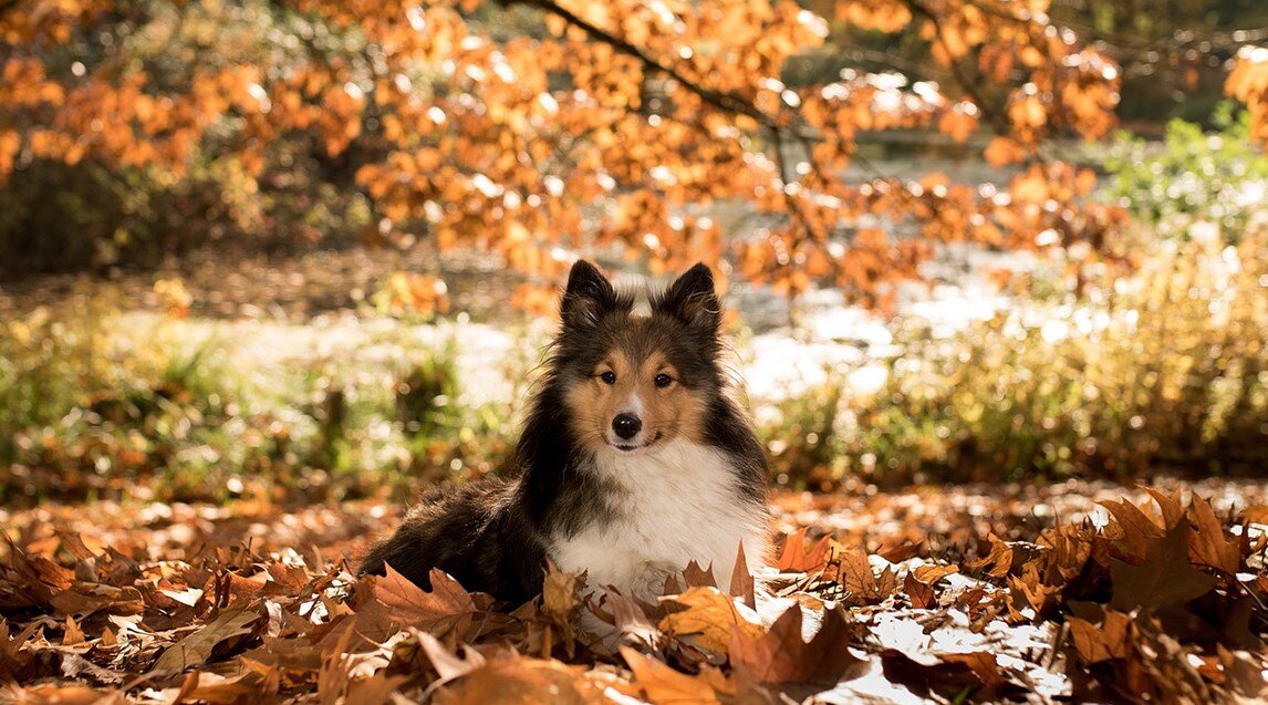 Осень и собакаС