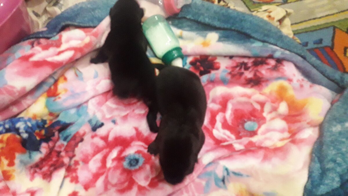 Так начались бутылочки и бессонные ночи