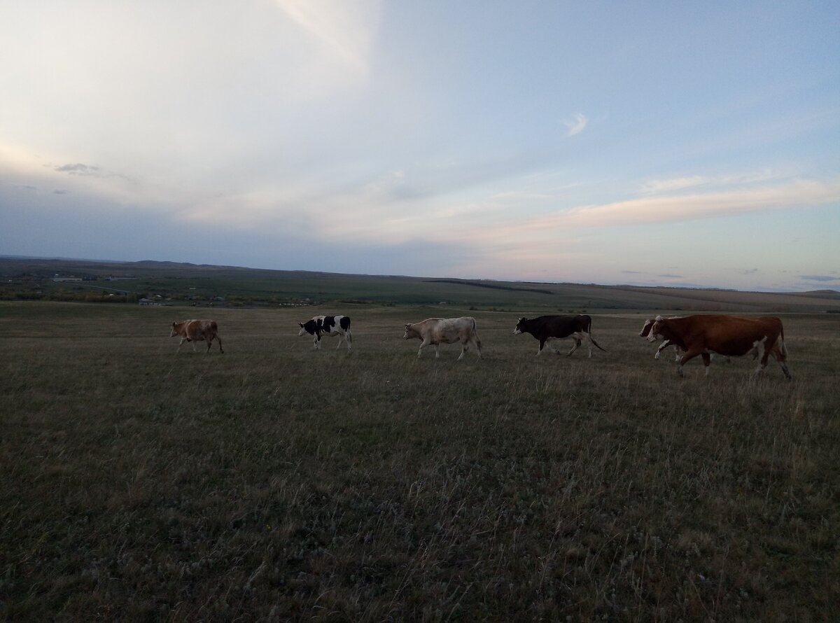 Наше министадо возвращается домой