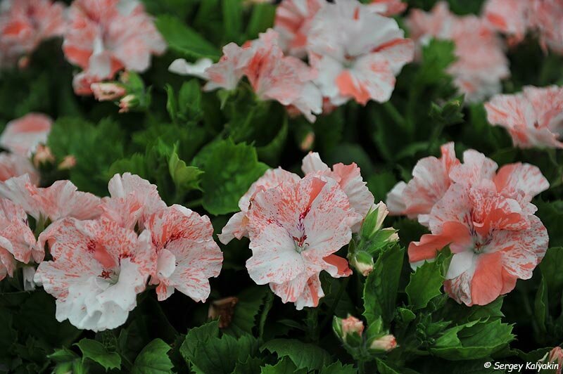 Пеларгония Spot on Bonanza