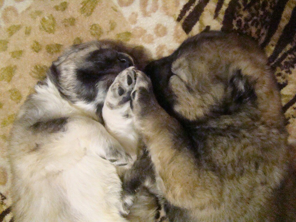 Наши маленькие кавказятки