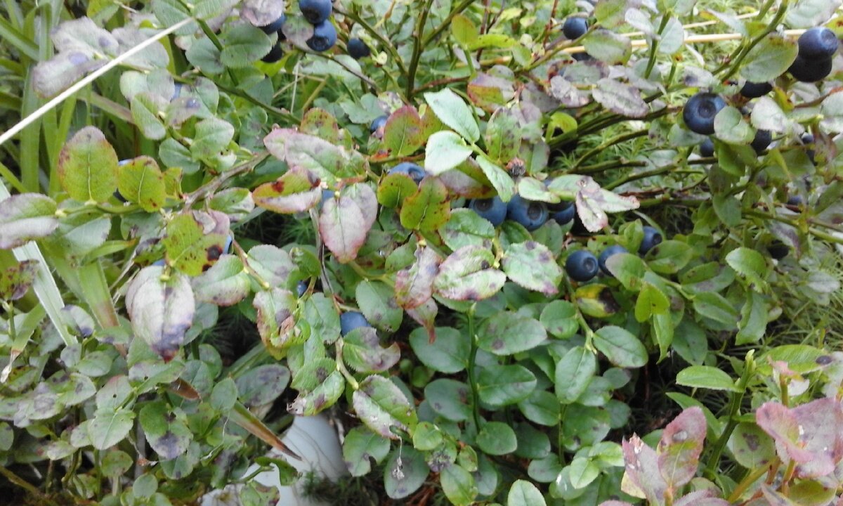  Черничные кусты растут буквально под воротами многих домов. Фото автора.