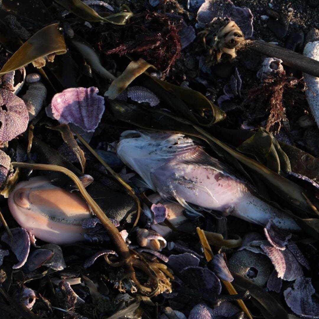 Массовая гибель морских животных на Камчатке (2020)