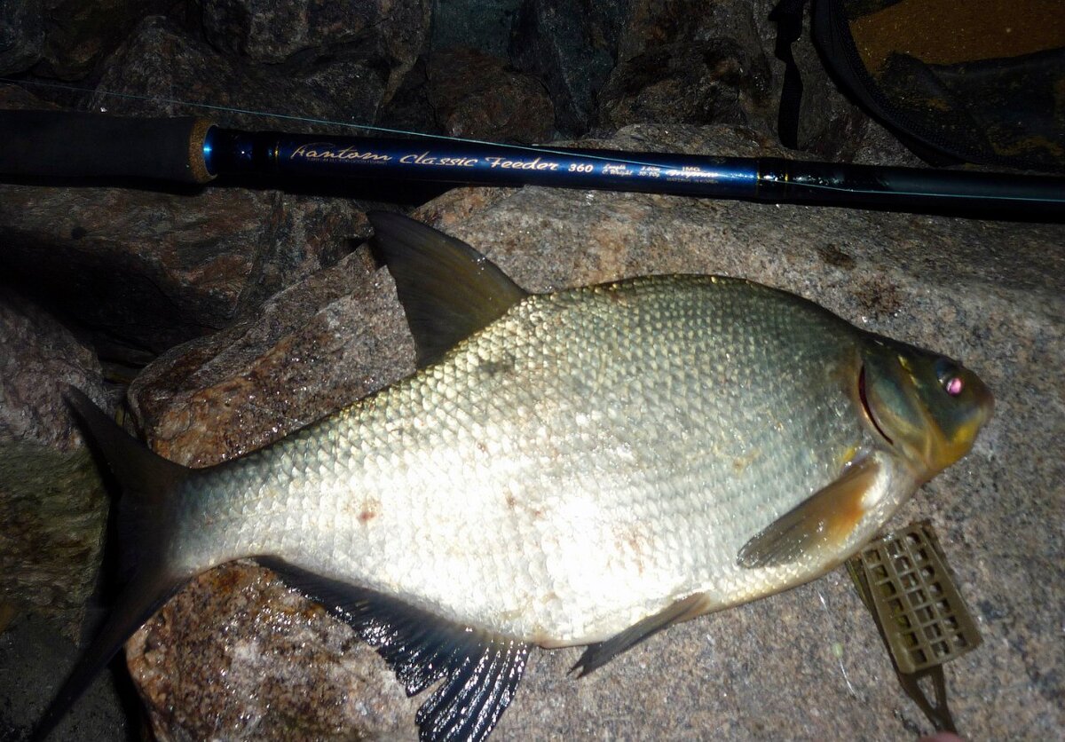 Если надо, чтобы кормушка максимально быстро всплывала, использую с крылышками...