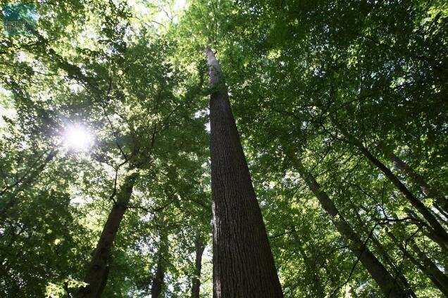 Когда-нибудь и эти дубы станут бочками...