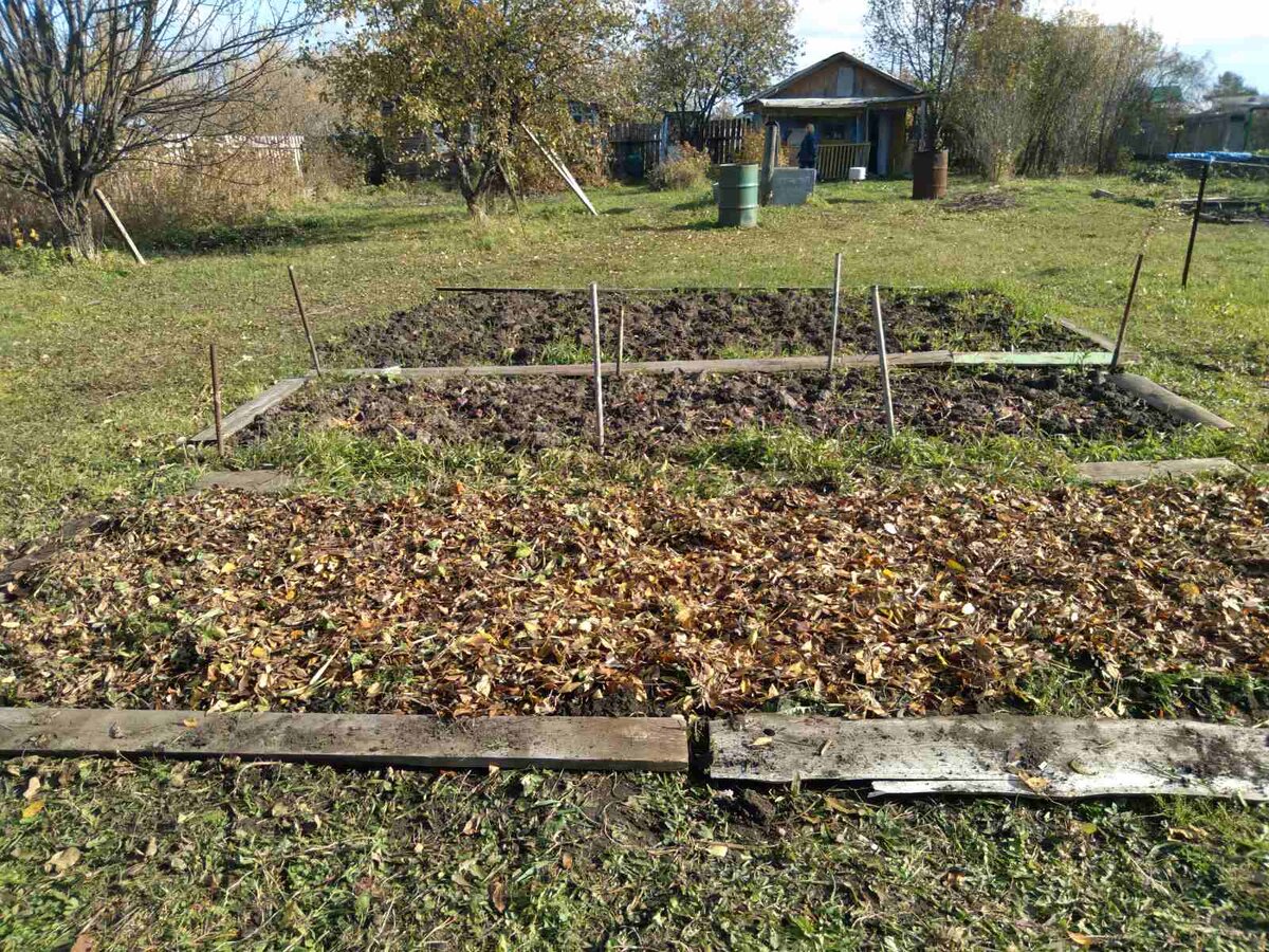 На первой грядке посажен чеснок, затем ее замульчировали листьями вишни и рябины