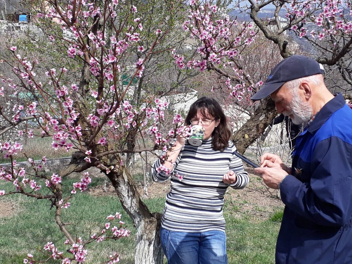 пью чай и не знаю еще, что вырастет на этом дереве... персик