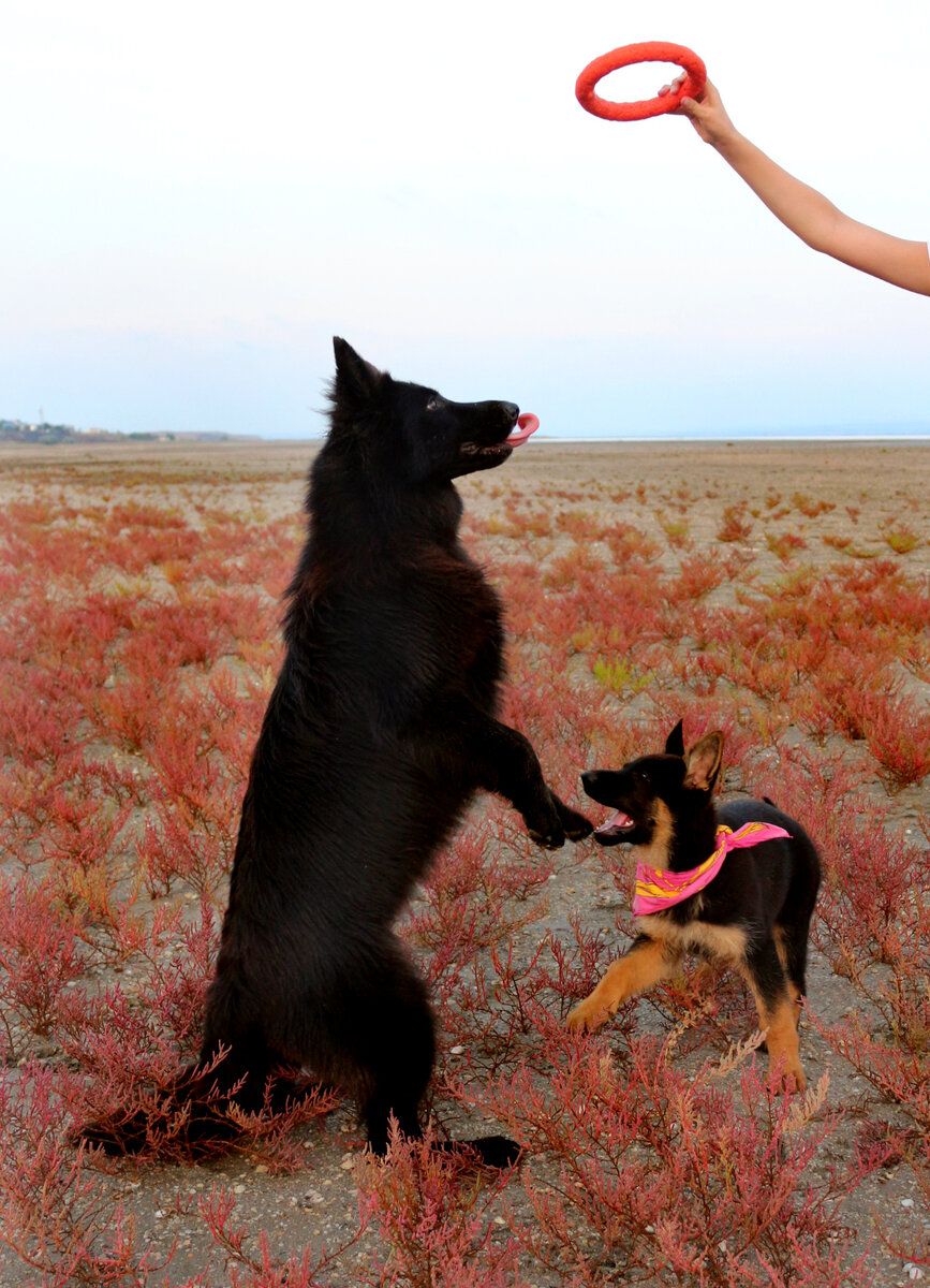 Фото любезно предоставлено питомником Alex Hoff