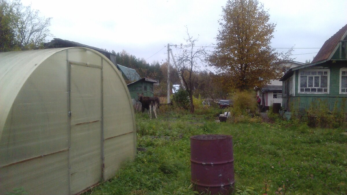 Лоси посетили дачу.
