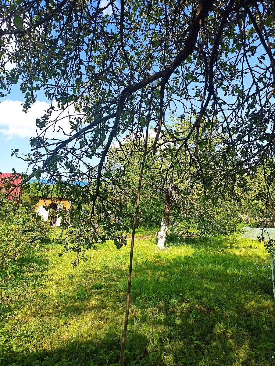 Фото автора. Моя дача.