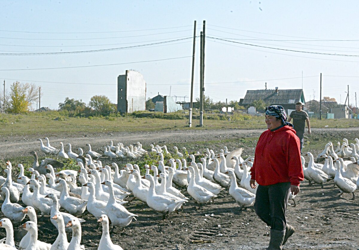 профессия фермер. напиши люди каких профессий выращивают этих животных. разведение гусей бизнес план. размножение гусей. профессий который выращивают гусей.
