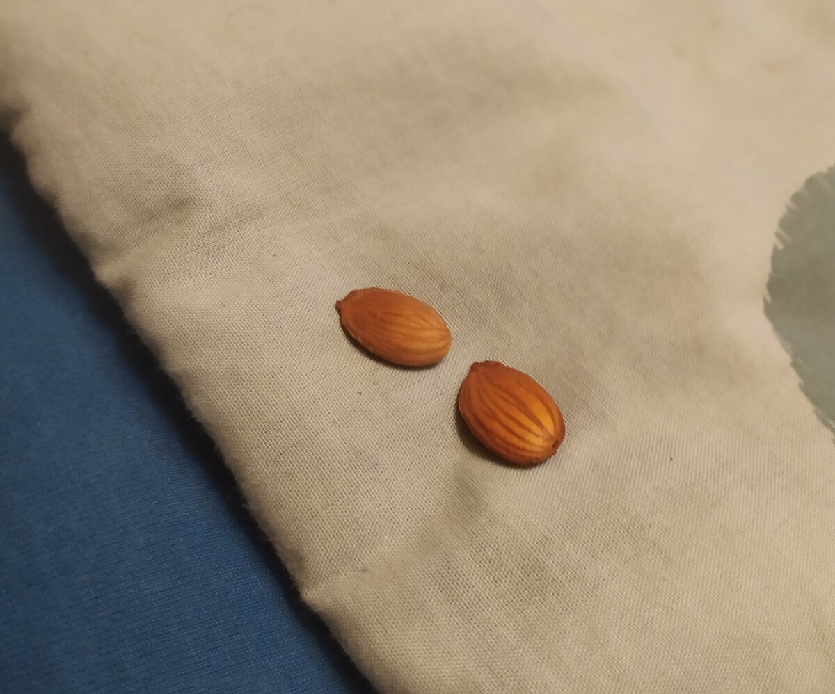 Ядро косточки