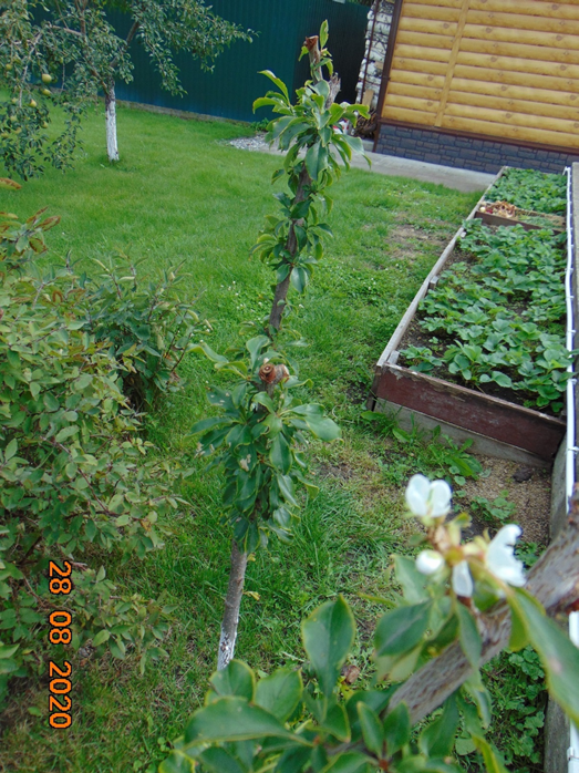 Фото с участка соседа