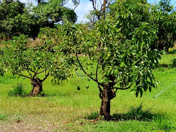 Avocado Tree Indoor Plant - Electric Bike Blog