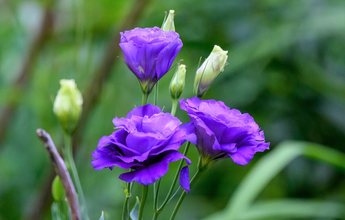 Эустома — уход