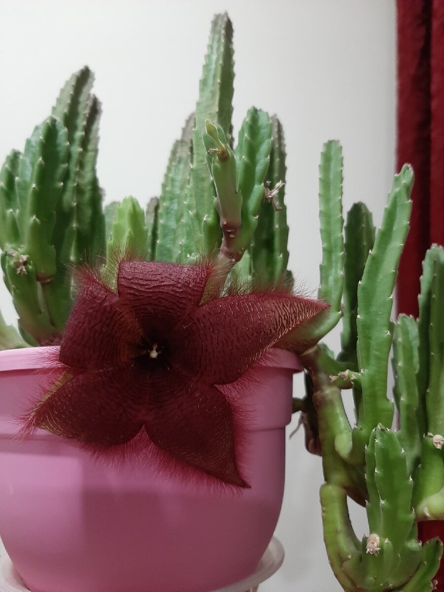 Stapelia glanduliflora