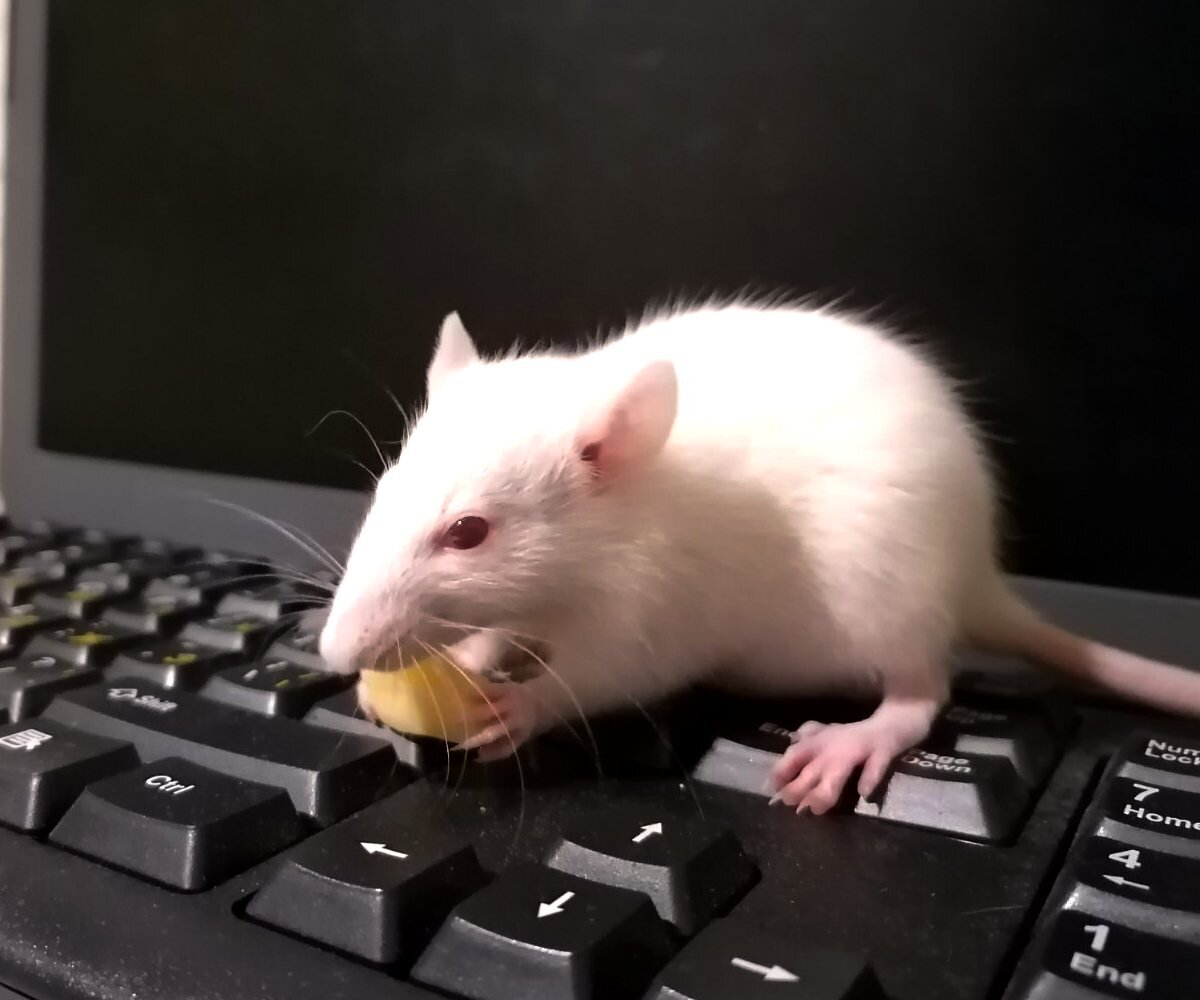 Сидим, едим... Компьютер изучаем.