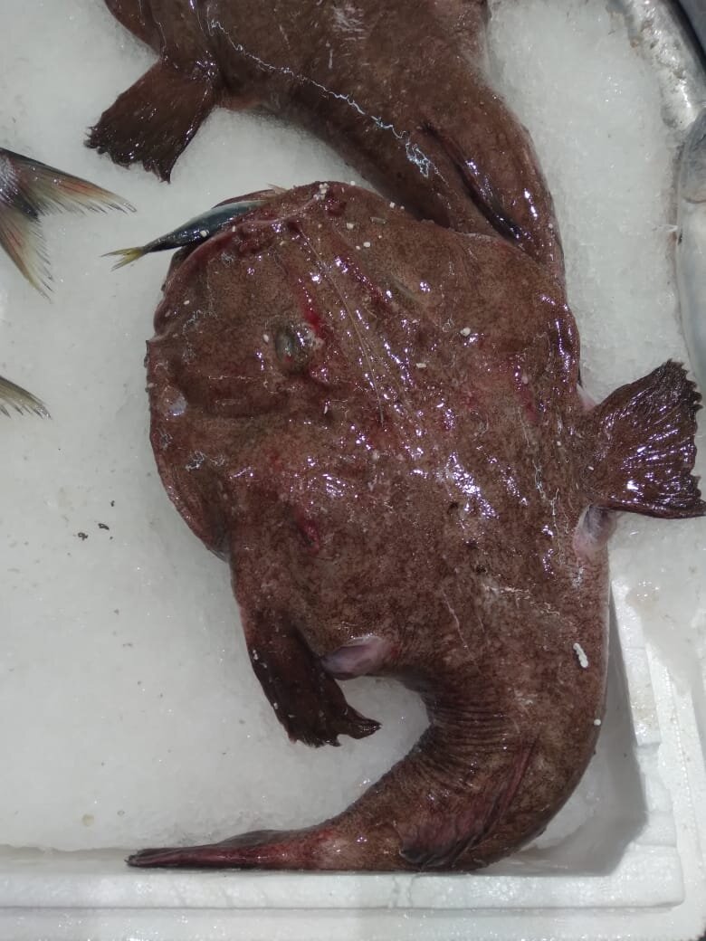Морской черт 