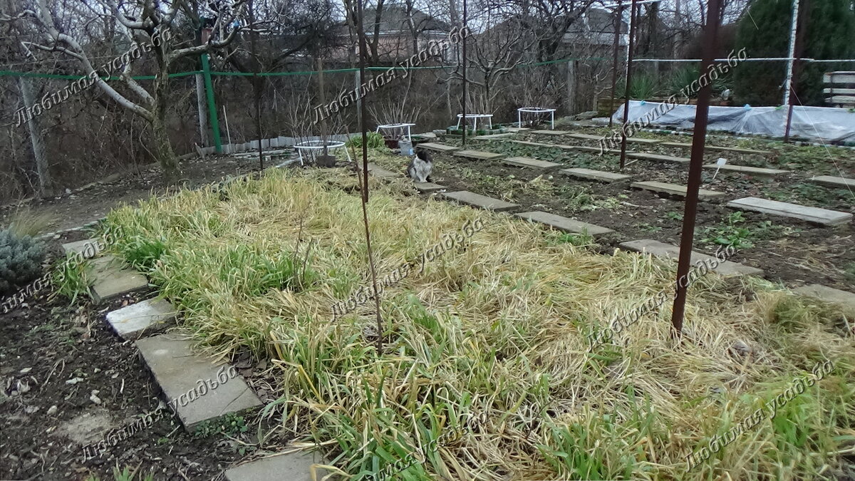 Овес уходит в зиму без перекапывания