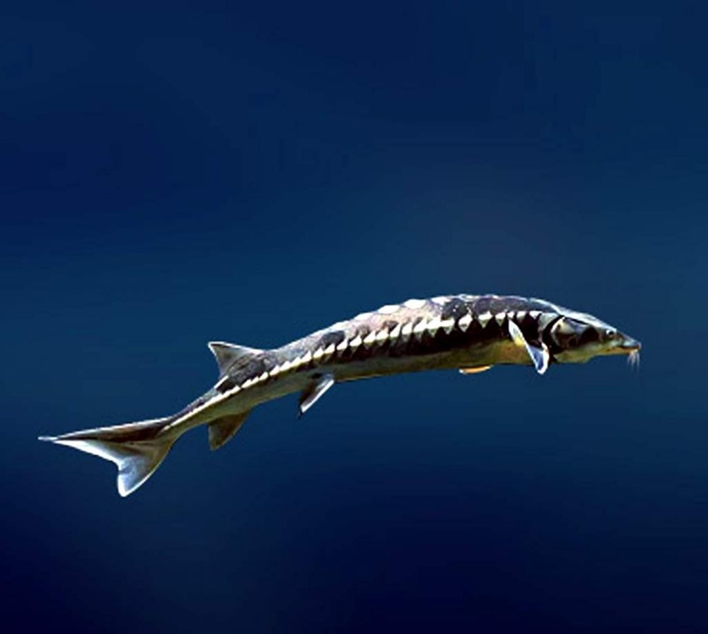 Аральские рыбы. Шип (Acipenser nudiventris). Осетр севрюга стерлядь. Рыба Аральский шип. Севрюга осетр шип.