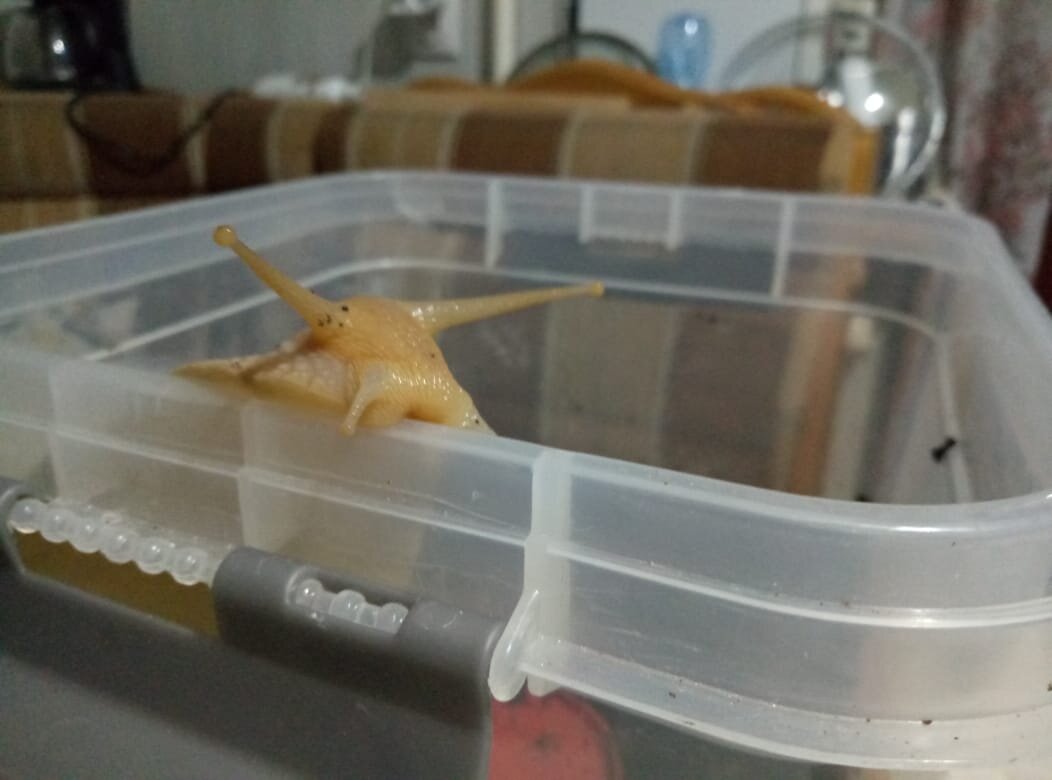 Шкипер, как мое настроение выходить из дома