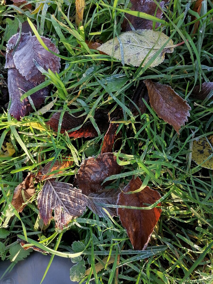 Вставьте ванильную цитату из любого паблика