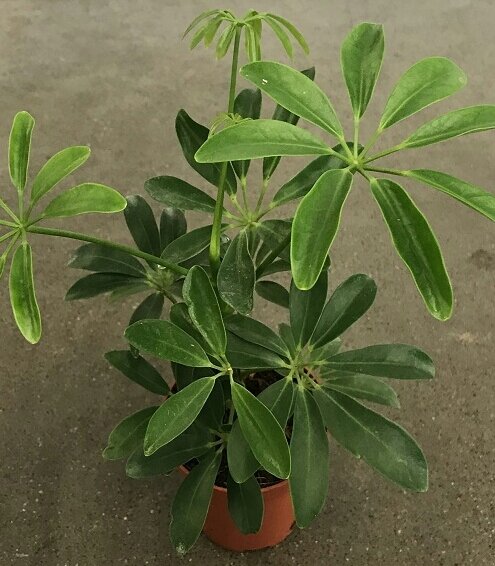 Schefflera Taiwaniana