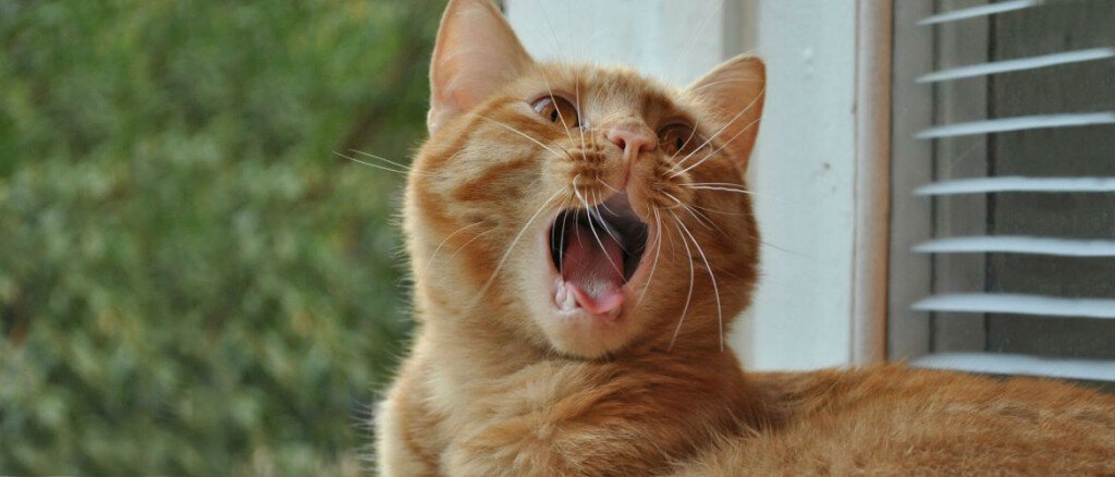 Вой, рычание, шипение...Что означают звуки, которые издает ваша кошка |  gafki.ru | Дзен