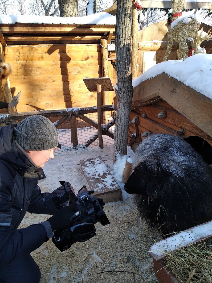 Канал "Губерния" берёт интервью у овечки Софии
