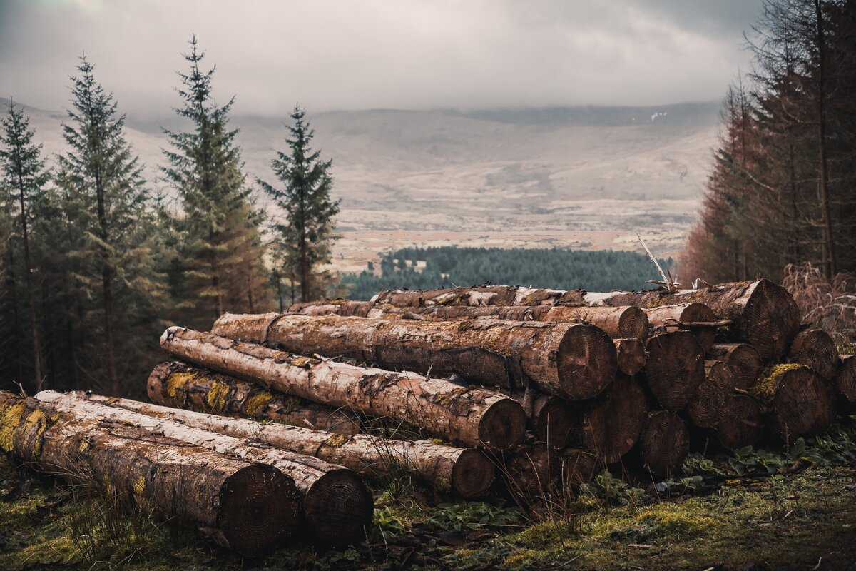 Global Forest Watch сможет контролировать вырубку лесов сквозь облака |  Азат Шаяхметов | Дзен