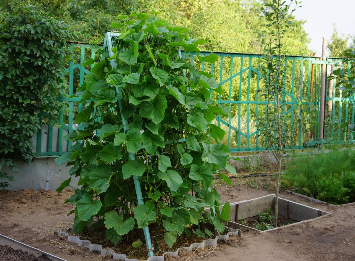 Топиари Чум (Вигвам) за руб — магазин Gewas-green 🌴