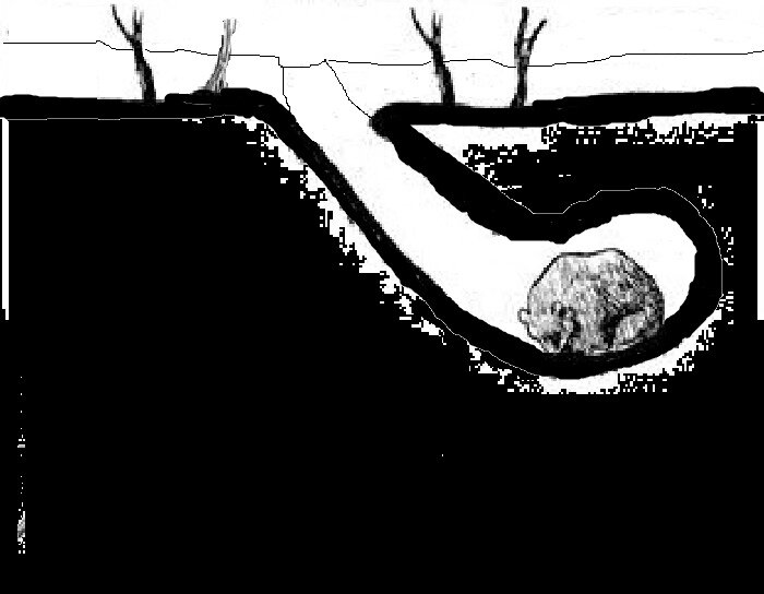 Рассказываю, какова вероятность угодить в медвежью берлогу в зимнем ...