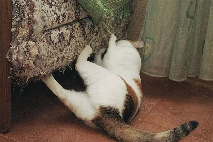 Почему котики так странно реагируют на расчёску?4