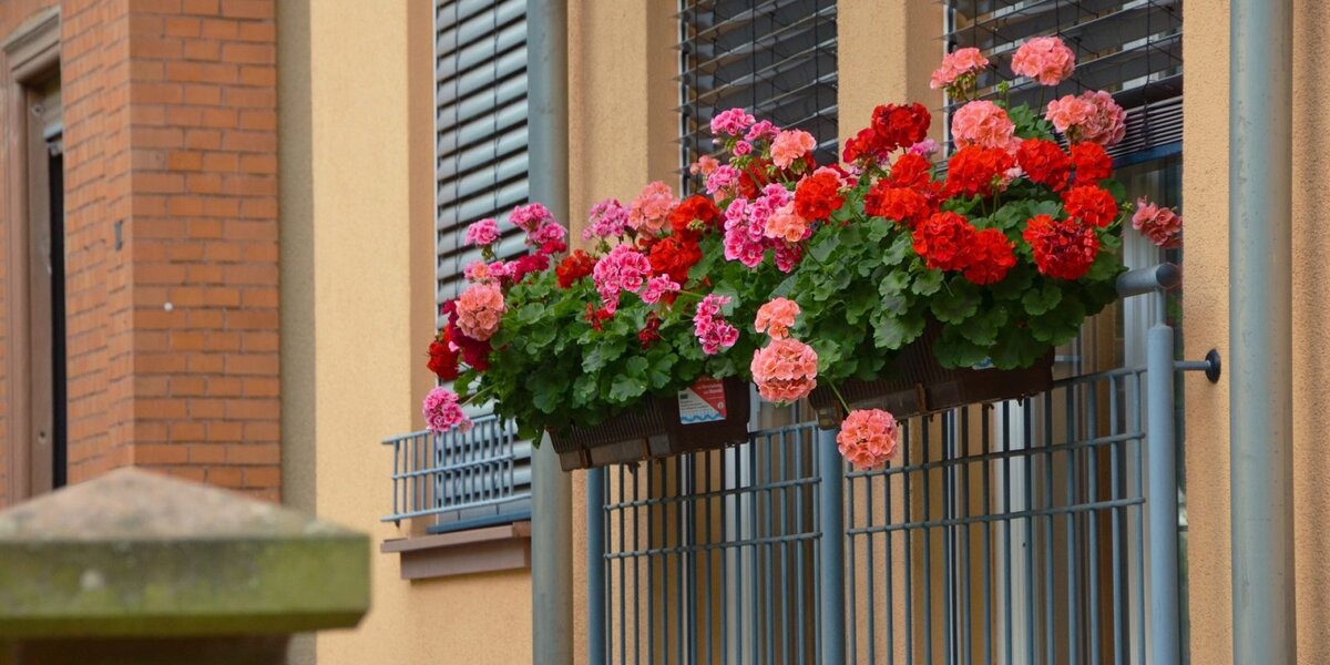 Цветы для солнечной стороны балкона или лоджии, фото, названия