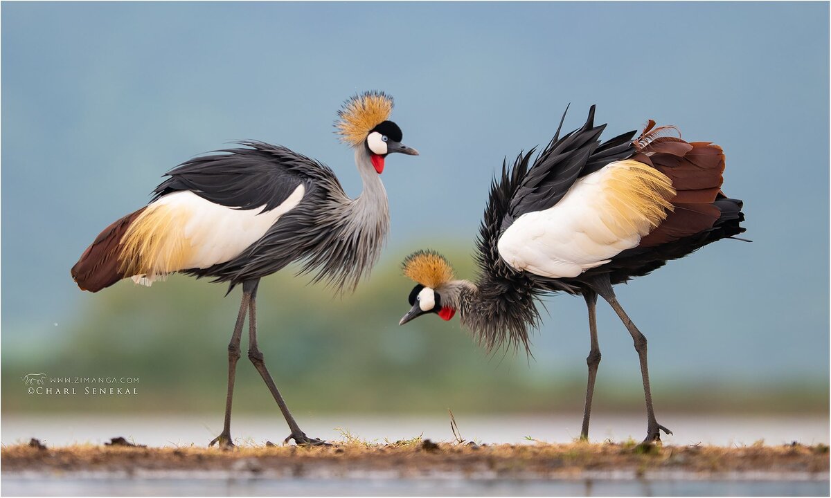 Венценосные журавли. Частный заповедник Zimanga 
