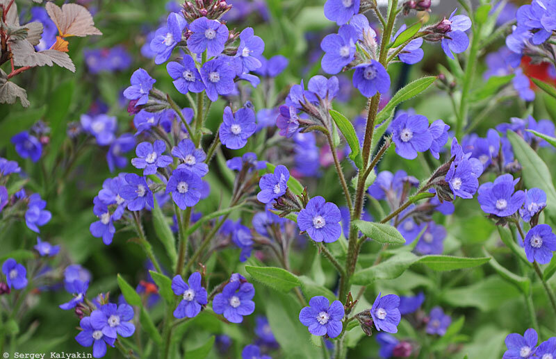 Anchusa cespitosa