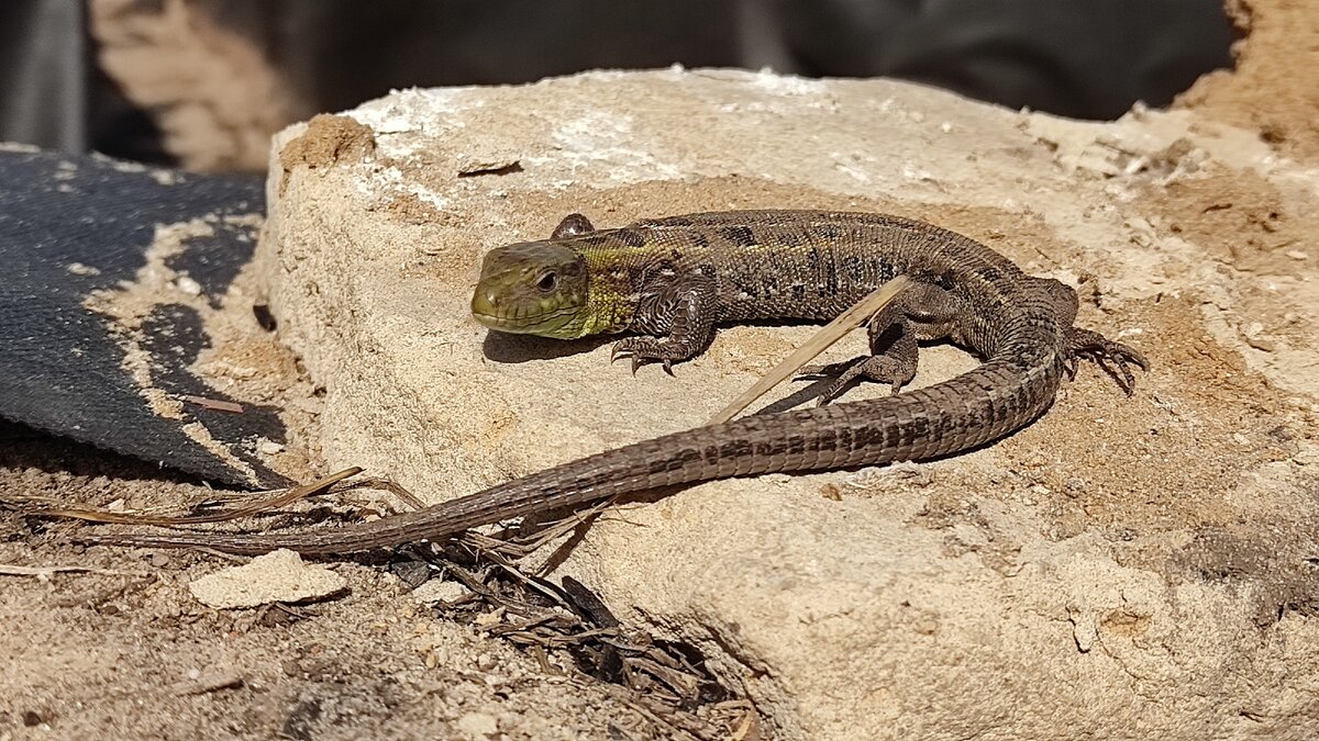 Вот он, красавец