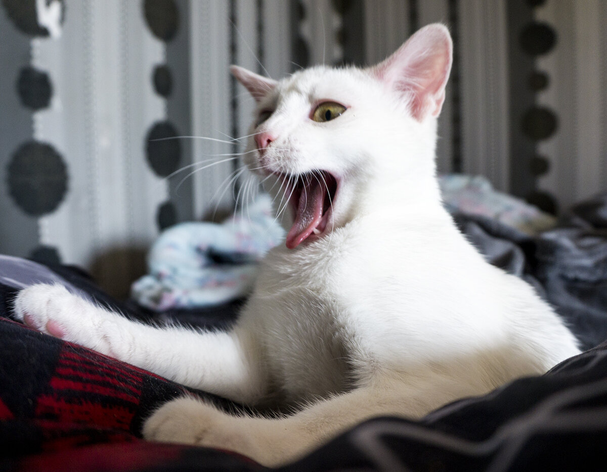 Котёнок Снежок. Фотография автора. Пристроен :)