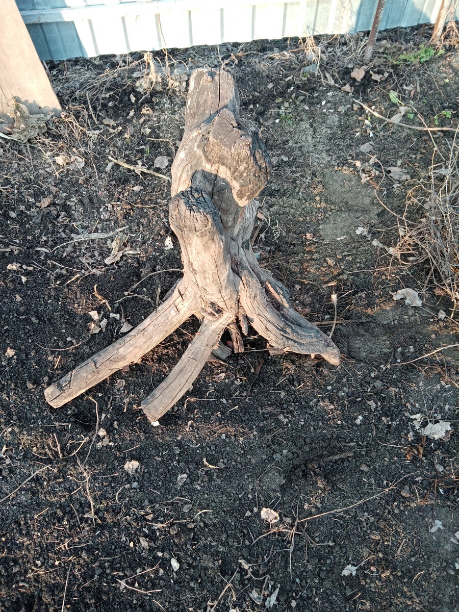 А вот такой красивый пень у нас появился в саду, выкорчевали после зимы замерзшую яблоню, Сибирь((( 