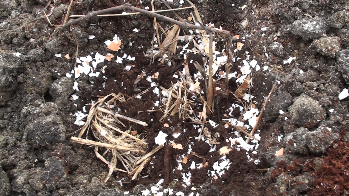 Высадка томатов в теплицу. В заправке лунки - секрет урожая томатов | С ...