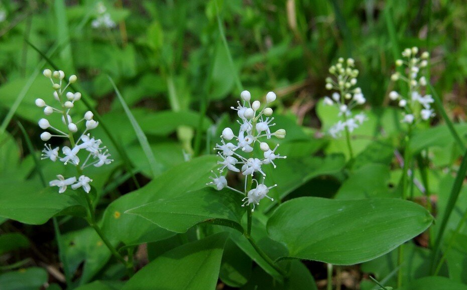 Фото: www.redbook56.orenlib.ru/rastenija/majnik-dvulistnyj-maianthemum-bifolium.html