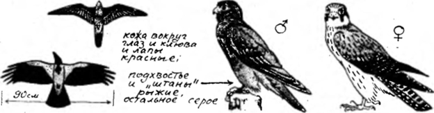 Фото: Союз охраны птиц России
