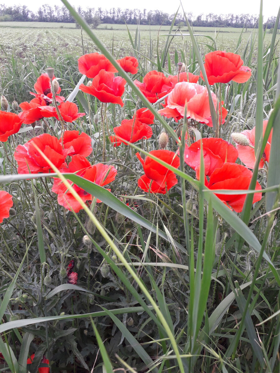 Дикие маки у дороги