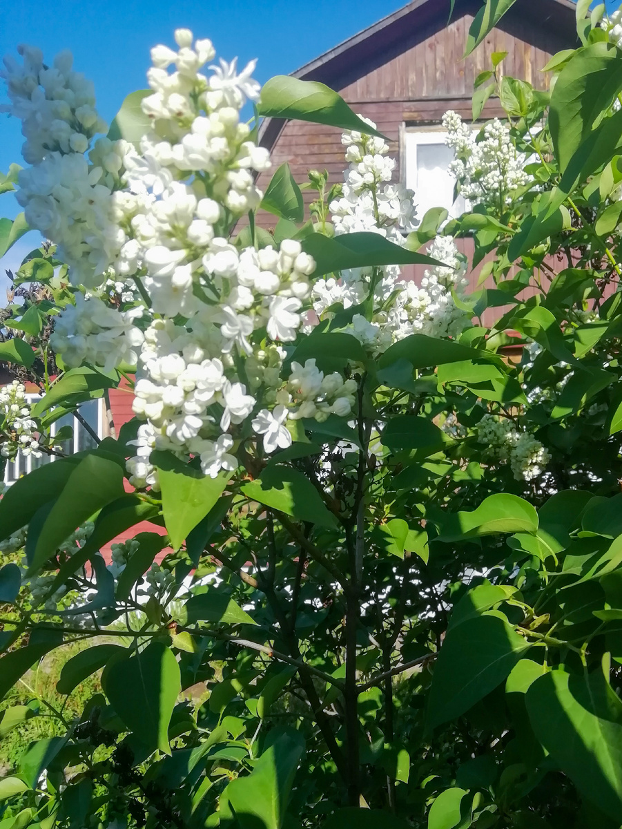 Белая сирень