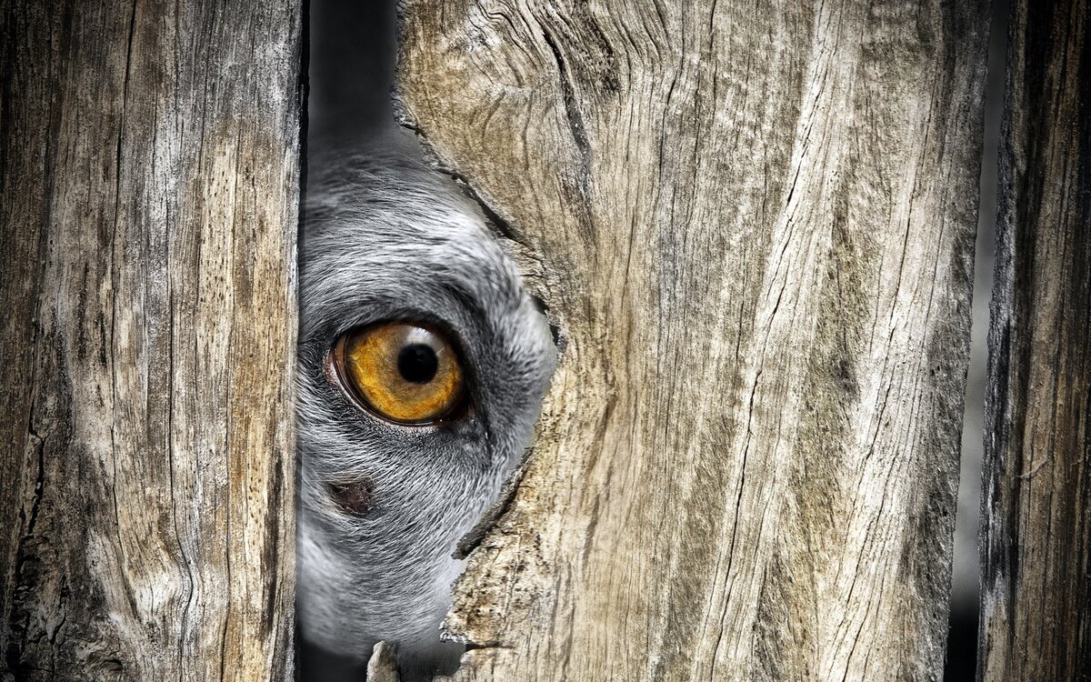 источник картинки интернет https://get.wallhere.com/photo/animals-eyes-nature-wood-closeup-wildlife-Zoo-head-hiding-tree-leaf-fauna-close-up-291928.jpg