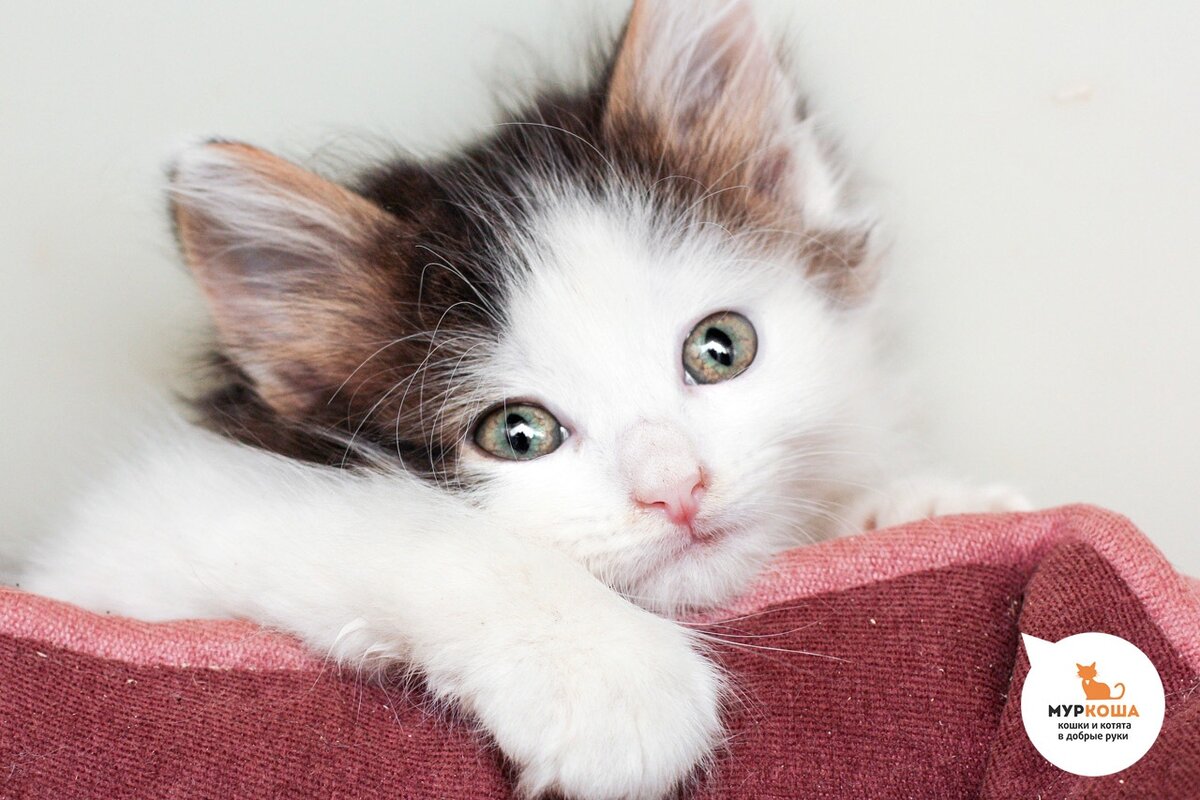 Ах, эти глазки!