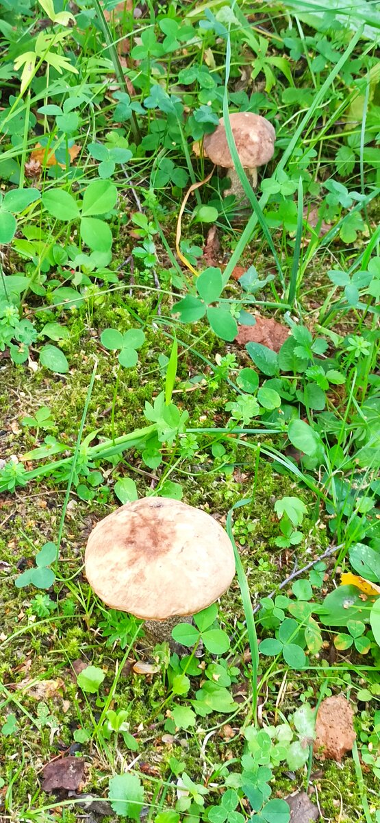 Подберезовики выросли прямо у дорожки