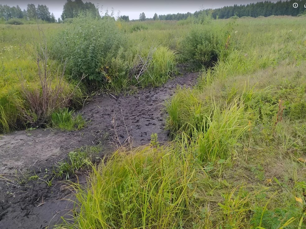 Вымирание одной местности на примере лесного озера4