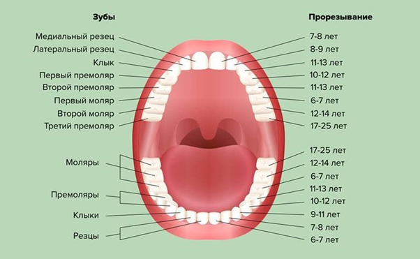 Прорезывание зубов у детей: что следует знать молодой маме